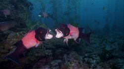 Underwater Underwater