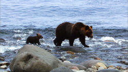 Shiretoko, Brown Bears of the Shore Shiretoko, Brown Bears of the Shore