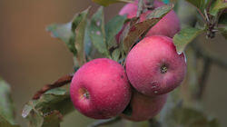 Apples Apples
