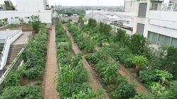 Farming in Tokyo?! Farming in Tokyo?!