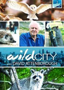 Wild City Wild City