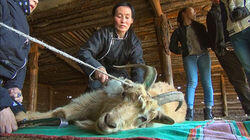Mongolia's Cashmere Dreams Mongolia's Cashmere Dreams
