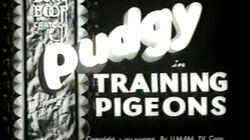Training Pigeons Training Pigeons