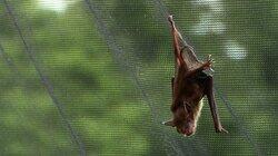 Bat in the Crack Bat in the Crack