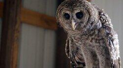 Owl in the Family Owl in the Family