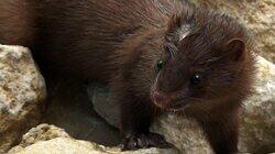 Vicious Little Mink Vicious Little Mink