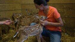 Fawn Stars