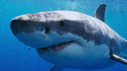 Chum and Get It! Chum and Get It!