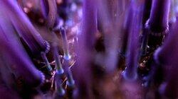 Escape to the Deep