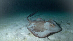 Sharks After Dark Sharks After Dark