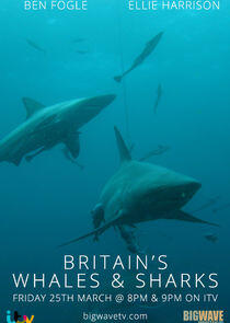 Britain's Whales and Sharks Britain's Whales and Sharks