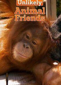 Unlikely Animal Friends Unlikely Animal Friends