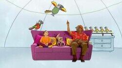 Why Are Parrots So Colourful? Why Are Parrots So Colourful?