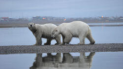 Polar Bears Polar Bears