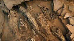 Croc Mummies and the Lost City of Avaris Croc Mummies and the Lost City of Avaris