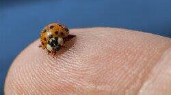 Pssst: Ladybugs Have a Killer Secret Pssst: Ladybugs Have a Killer Secret
