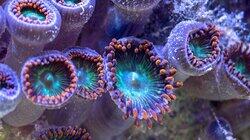 Reef Rescue Reef Rescue