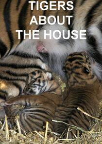 Tigers About the House Tigers About the House