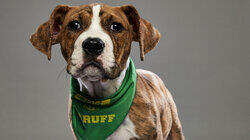 Most Valuable Puppy Most Valuable Puppy