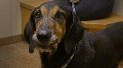 Last Chance Rescue Last Chance Rescue