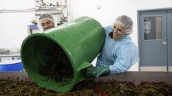 Kelp Kelp