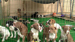 Rescue Resurrection Rescue Resurrection