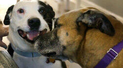 Rescue Dogs Reunited Rescue Dogs Reunited