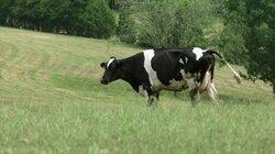 Udderly Challenging