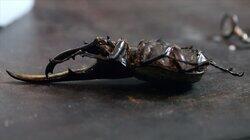 A Bugs Afterlife A Bugs Afterlife