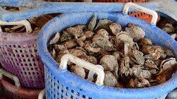 World's My Oyster World's My Oyster