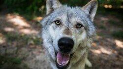 Dogs in the Wild : Defending Wild Dogs Dogs in the Wild : Defending Wild Dogs