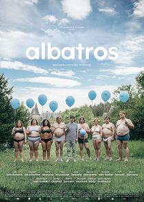 Albatros Albatros