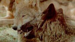Wolves Wolves