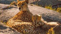 Life on the Serengeti Life on the Serengeti