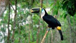 The Great Amazon River The Great Amazon River