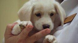 Puppies Behaving Badly Puppies Behaving Badly