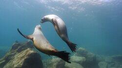 Amazing Animals Amazing Animals