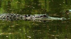 Alligators Alligators