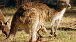 Wild Australia Wild Australia