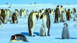 Antarctic Antarctic