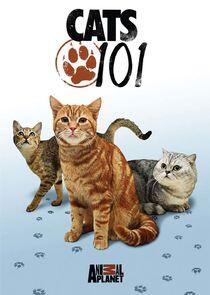 Cats 101 Cats 101