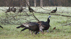 Fowl Play Fowl Play