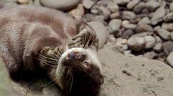 Otter Under the Weather Otter Under the Weather