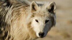 White Wolves: Ghosts of the Arctic White Wolves: Ghosts of the Arctic