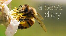 A Bee's Diary A Bee's Diary