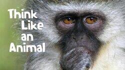 Think Like an Animal Think Like an Animal