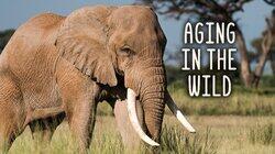 Aging in the Wild Aging in the Wild