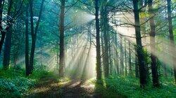 What Trees Talk About What Trees Talk About