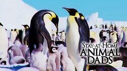 Stay-at-Home Animal Dads Stay-at-Home Animal Dads