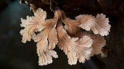 The Kingdom: How Fungi Made Our World The Kingdom: How Fungi Made Our World